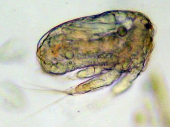 Copepod larva - 